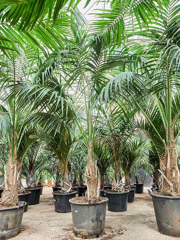 Kentia (Howea) forsteriana (300-380), D 65