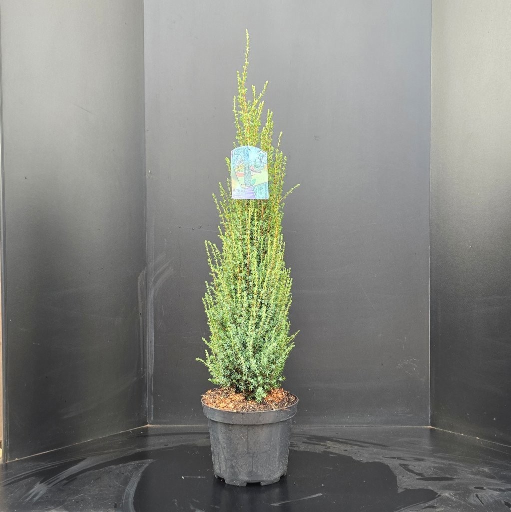 Juniperus communis 'Sentinel', D 26