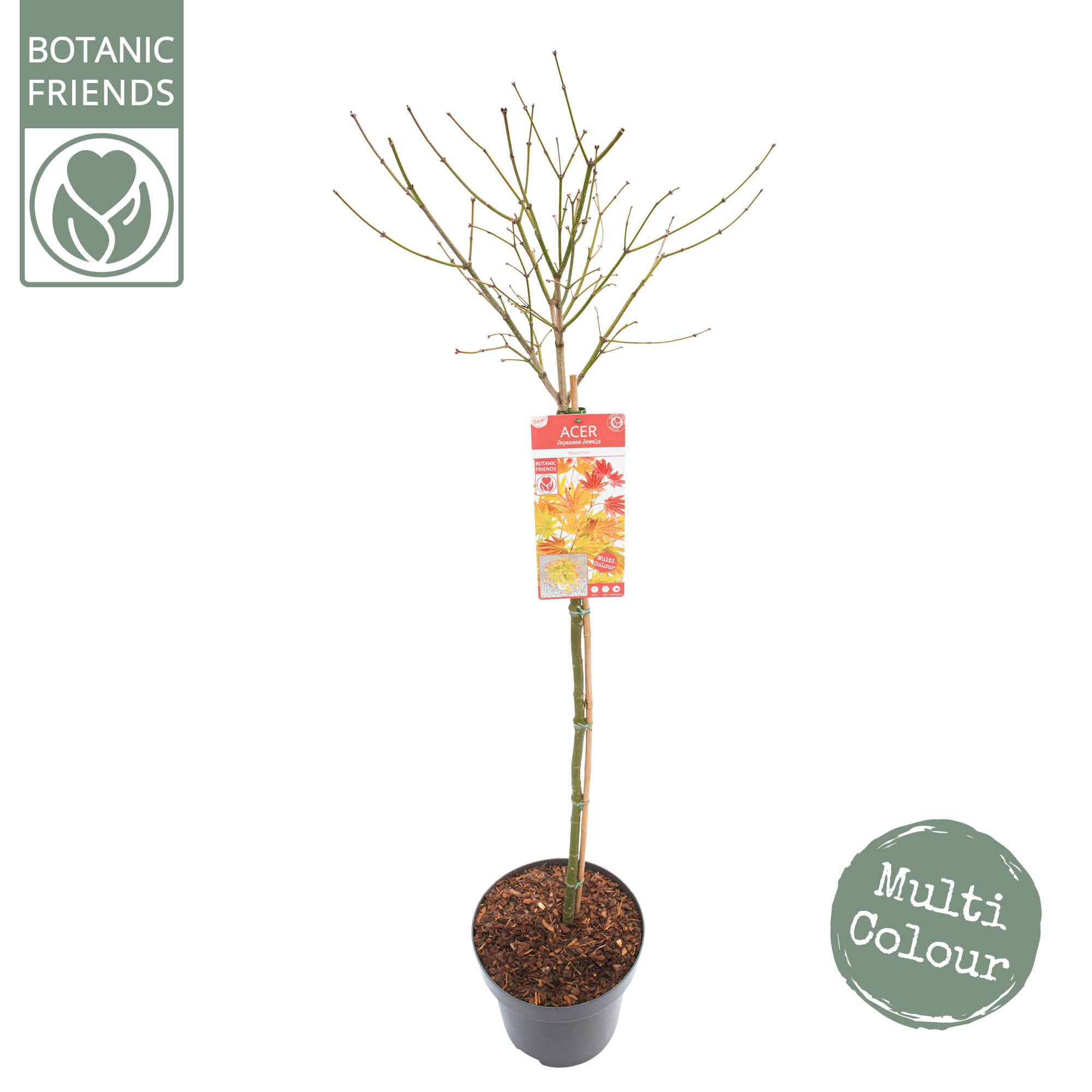 Acer shir. 'Moonrise' C14 halfstam, D 30