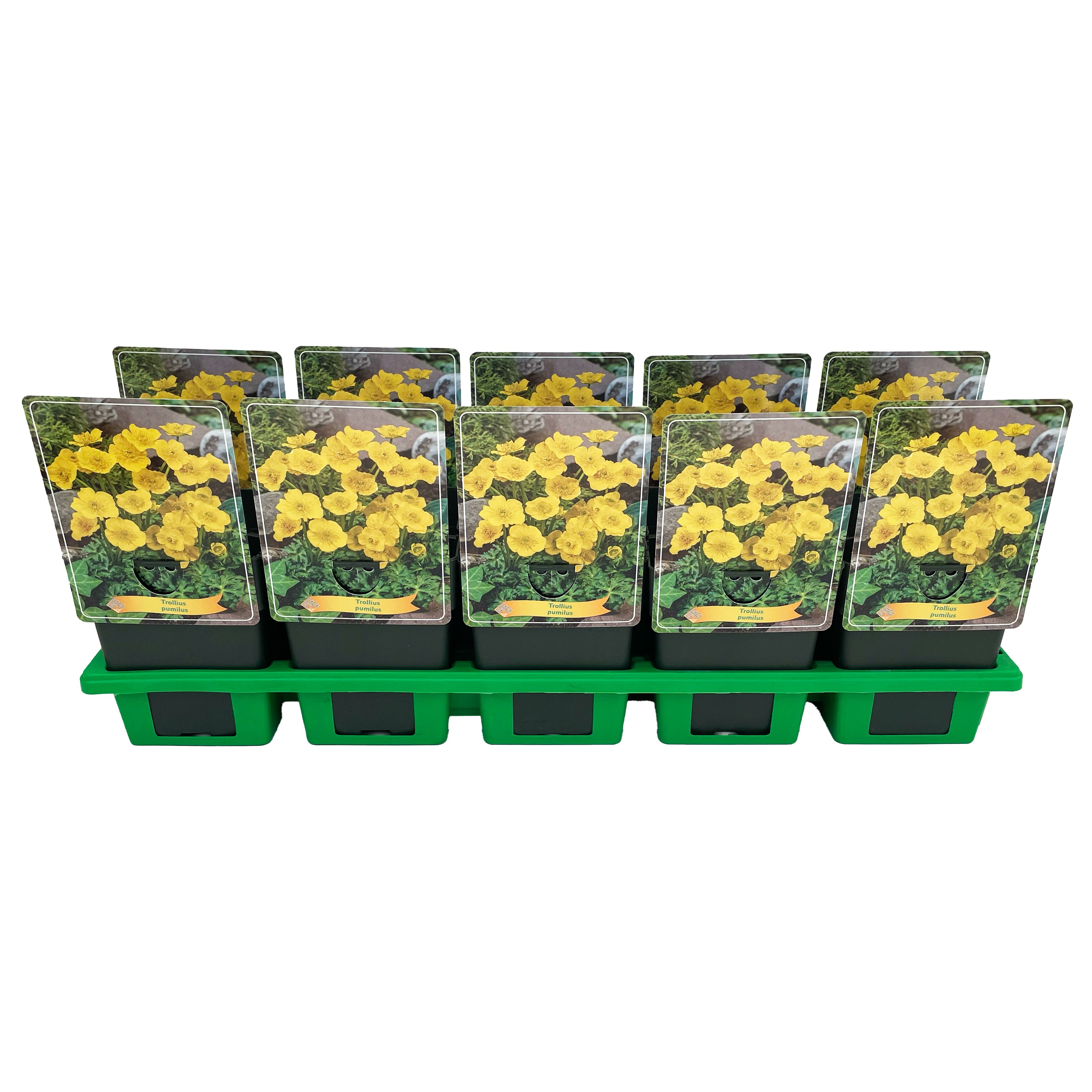 Trollius pumilus, D 11