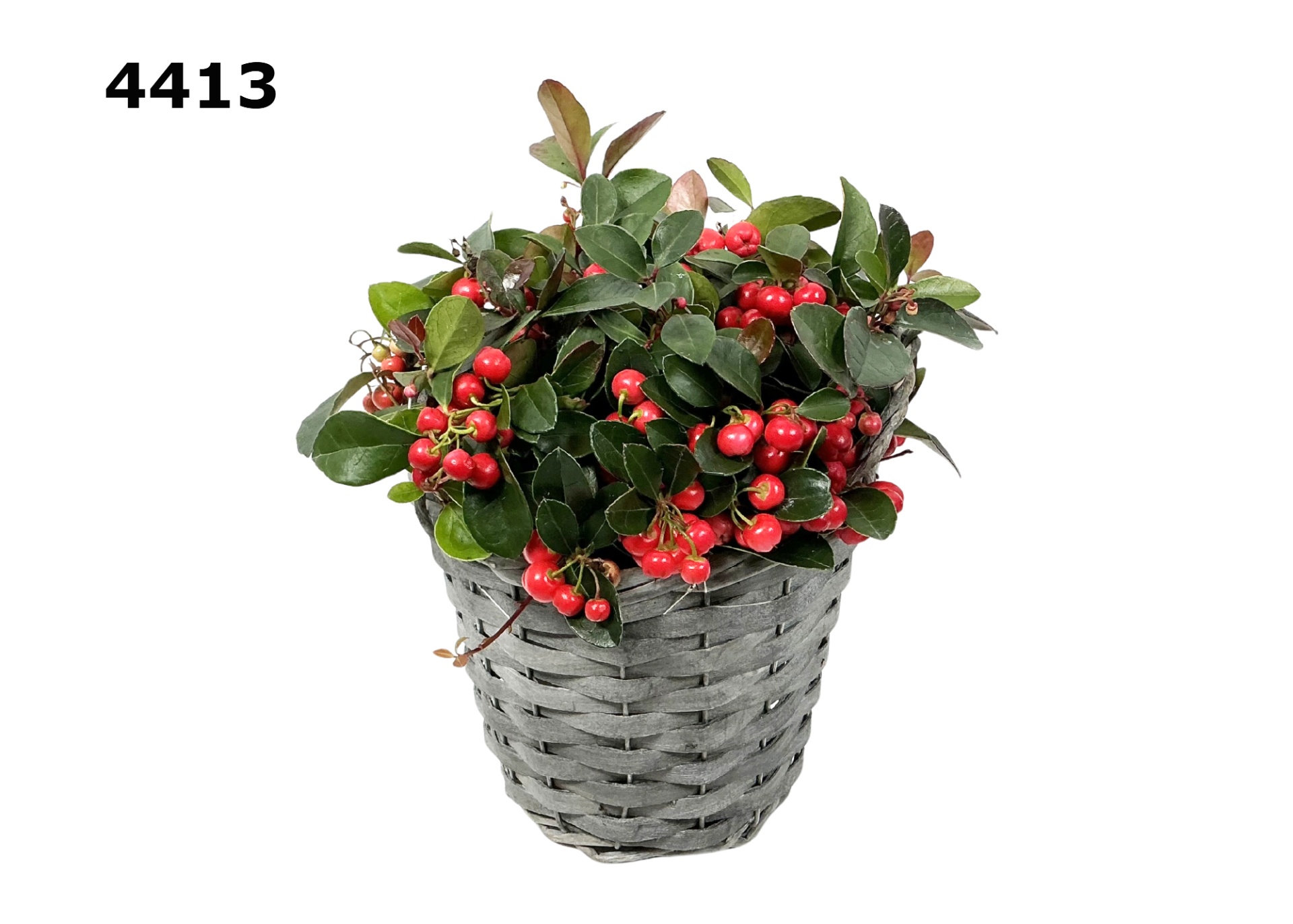 Gaultheria potmand M, D 17 cm