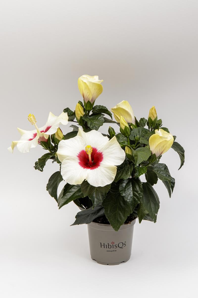 HIBISCUS ROSA SINENSIS 'ADONICUS(N) WHITE' 2-3 takk, D 13