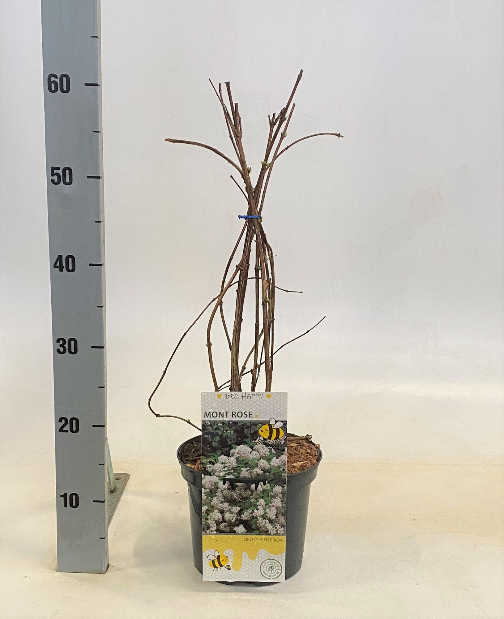 Deutzia hybrida 'Mont Rose', D 19