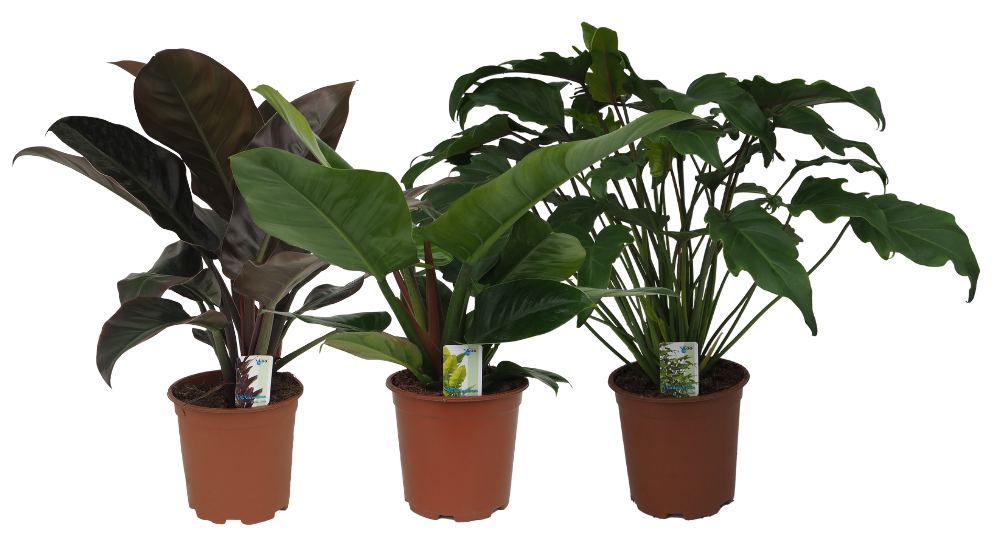 Philodendron mix (Imp. Red, Imp. Green Xanadu), D 19