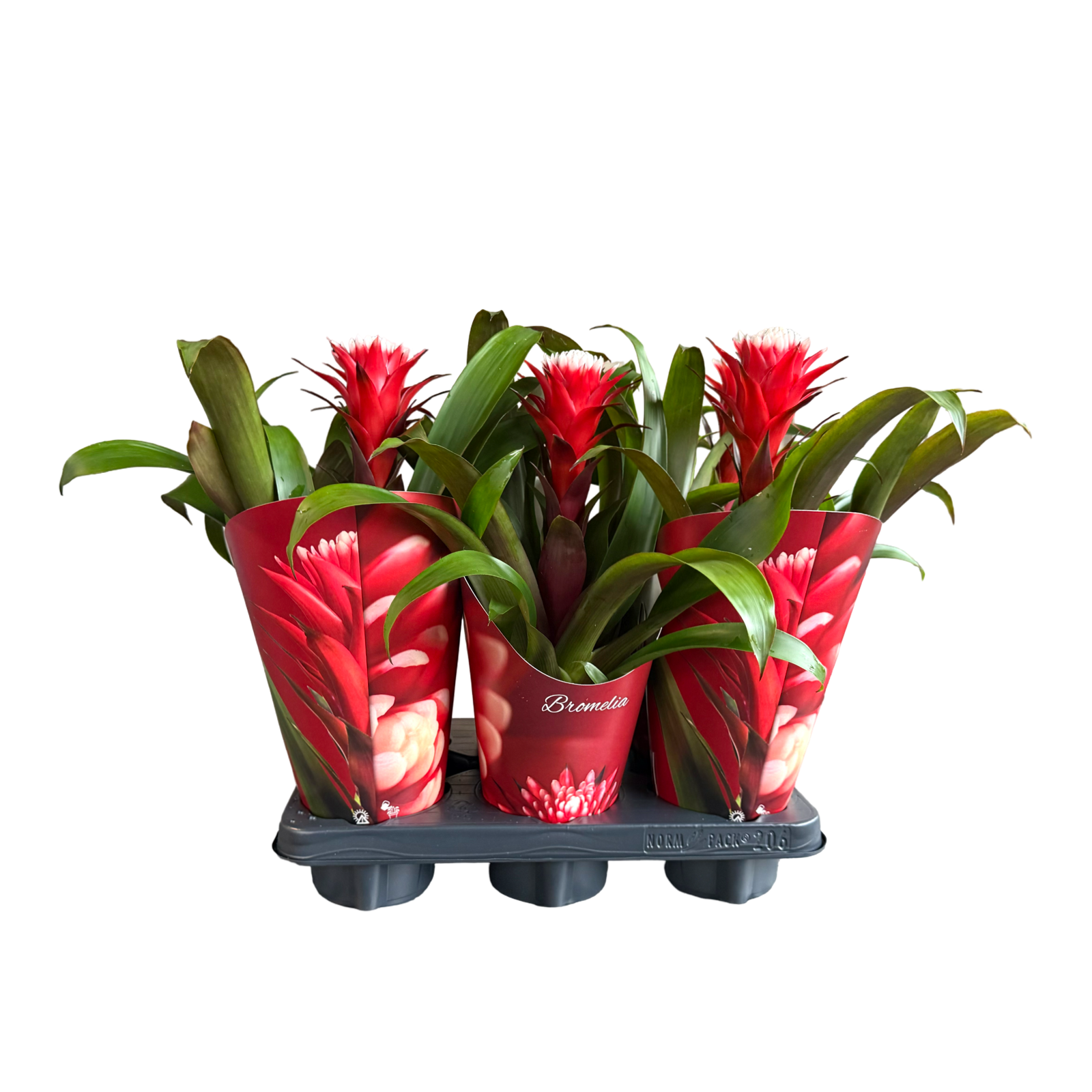 Guzmania Hope in luxe cover Rood, D 12