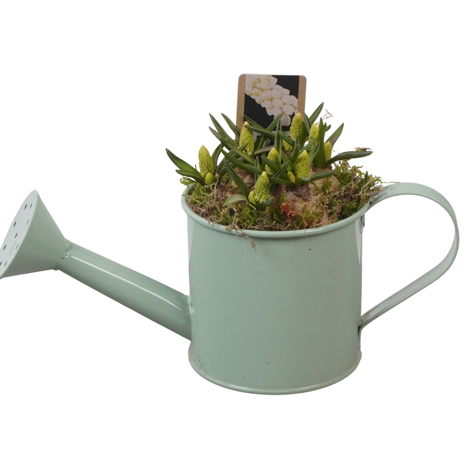 PTWMB8105 Arrangement Muscari White in metalen gieter, D 9