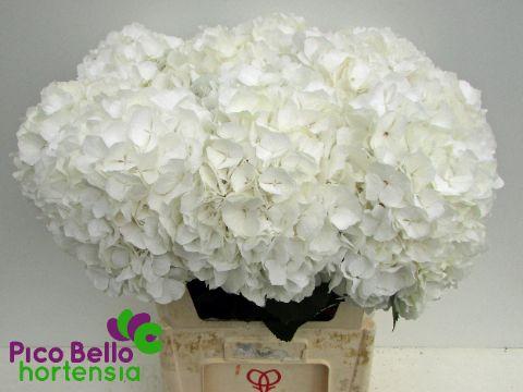 Гортензия Вайт Верена 80 (бел.), шт.