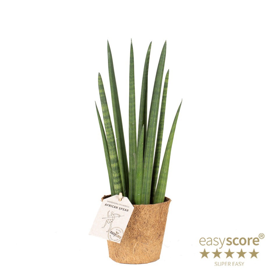 SANSEVIERIA CYLINDRICA Rocket COCOZ, D 11