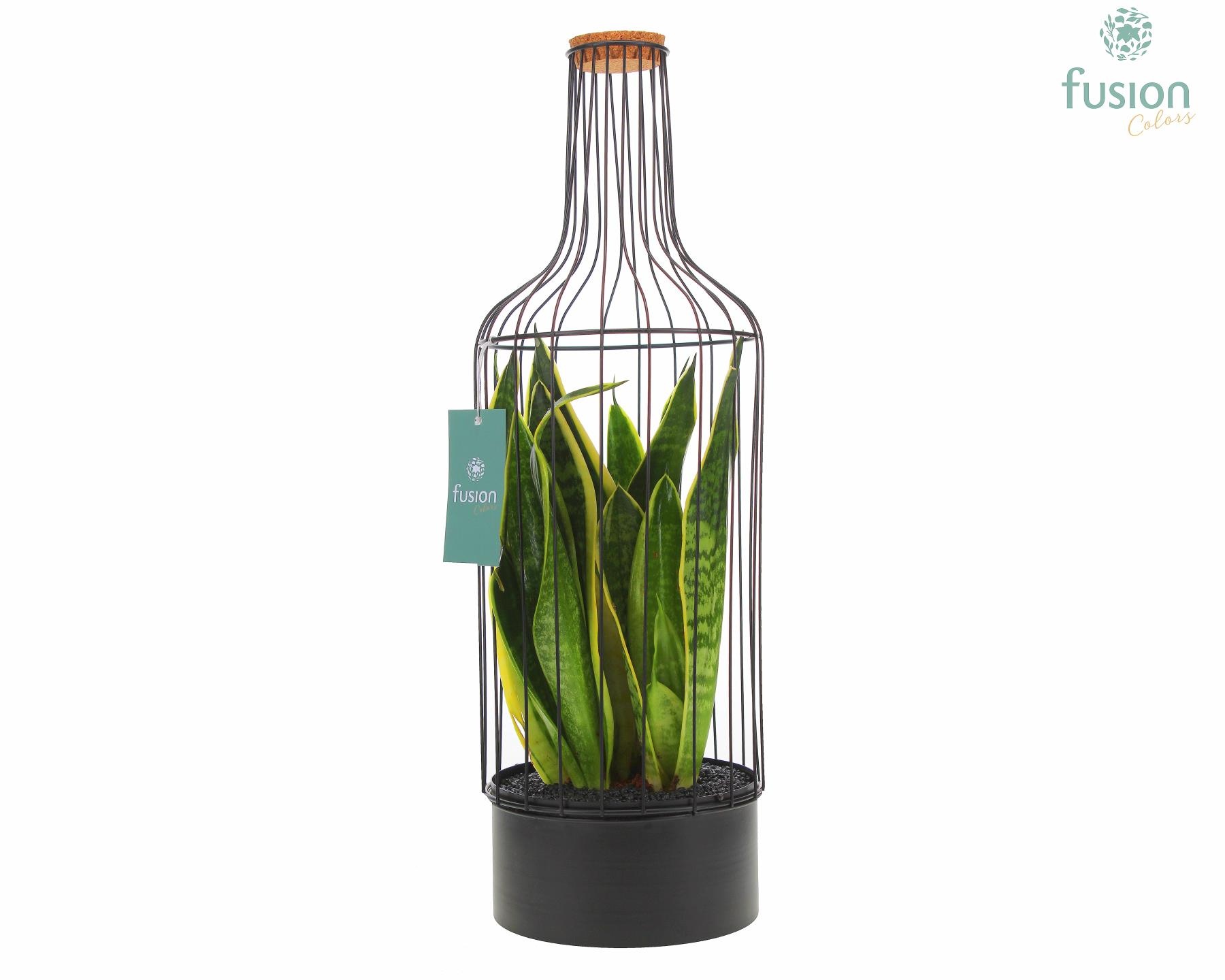 Metaal fles zwart Large met Sansevieria, D 17
