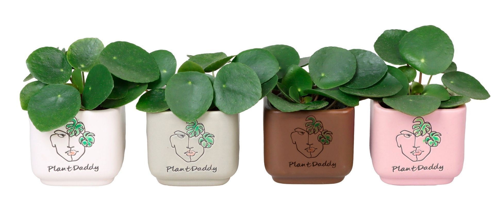 L 67117 With Pilea Peperomides 6 cm, D 6