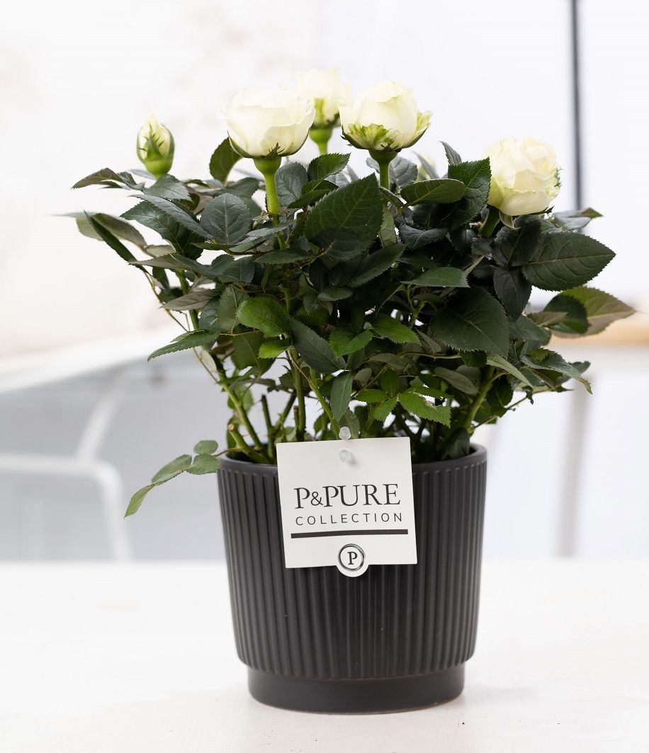 Rosa white in P&PURE Liv ceramics matt black, D 12