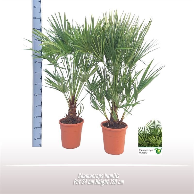 Chamaerops humilis, D 24