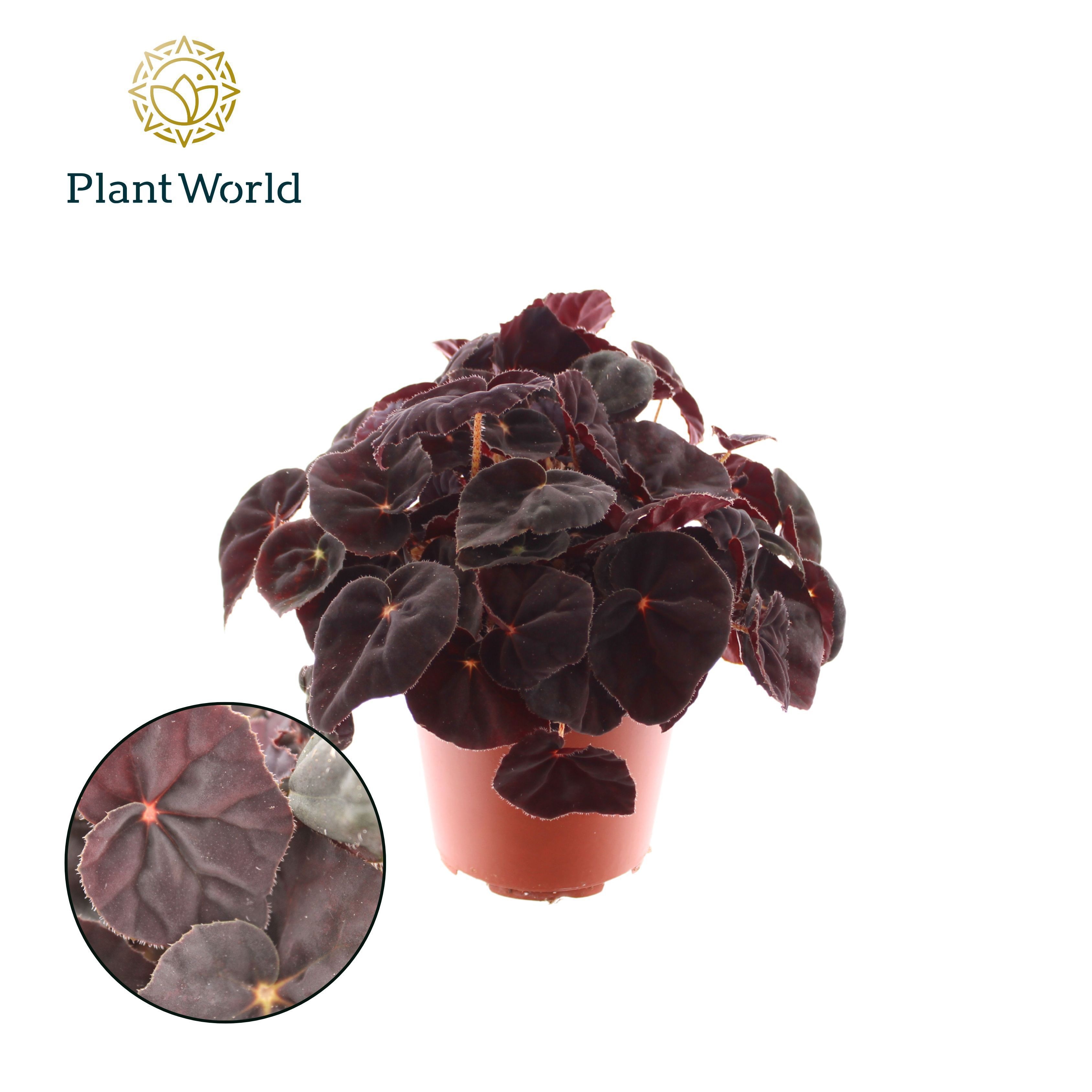 Begonia rex Conga, D 12