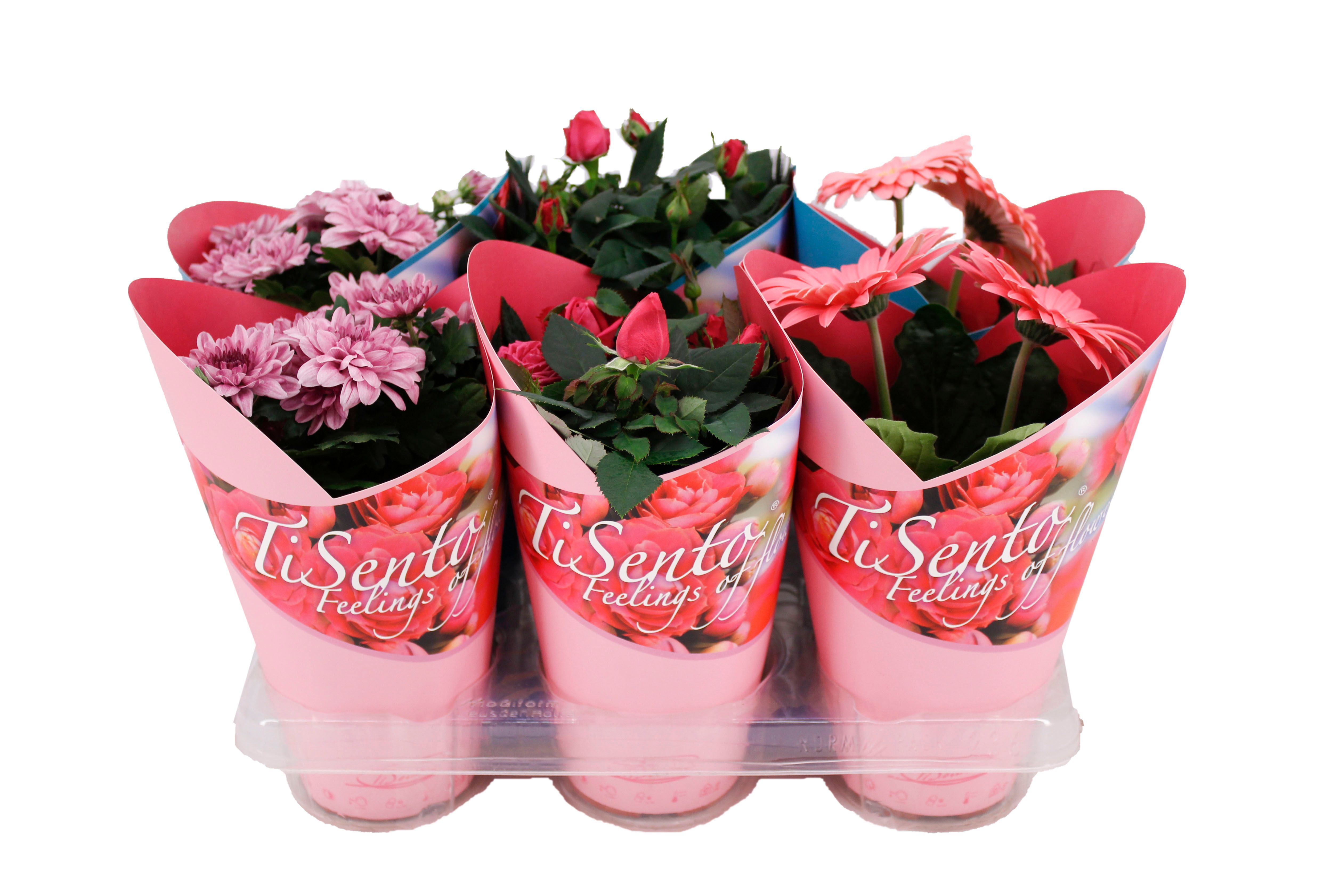 Bloeimix 12cm | Giftcover Roze, D 12