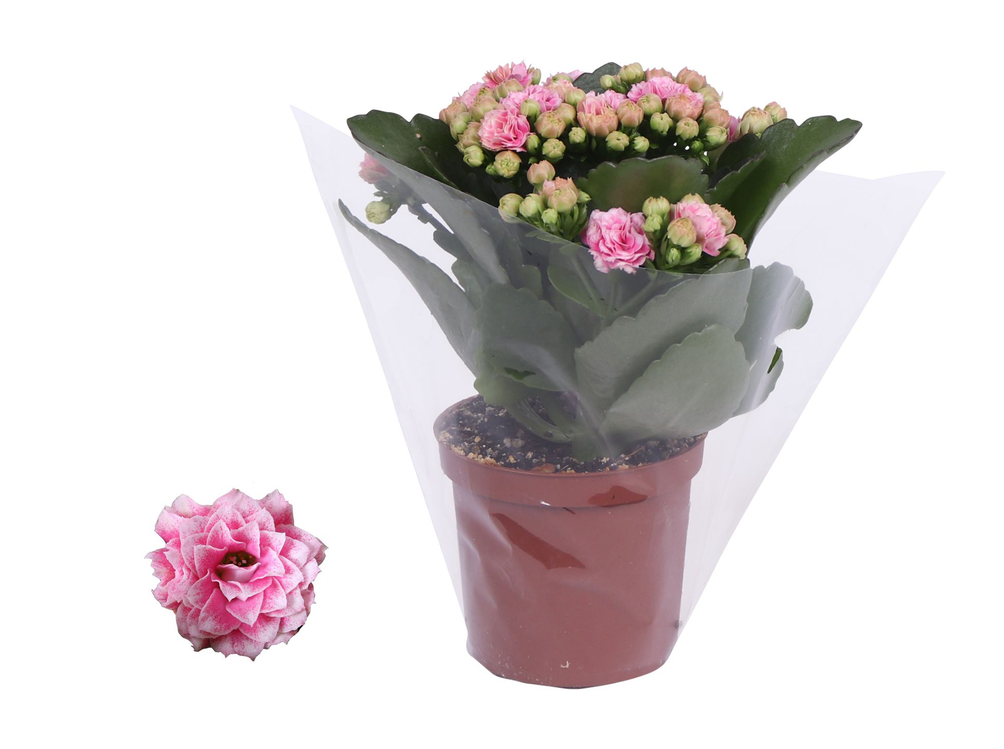 Kalanchoe Rosalina 07cm Don Alano wit/roze, Blanco hoes, D 7