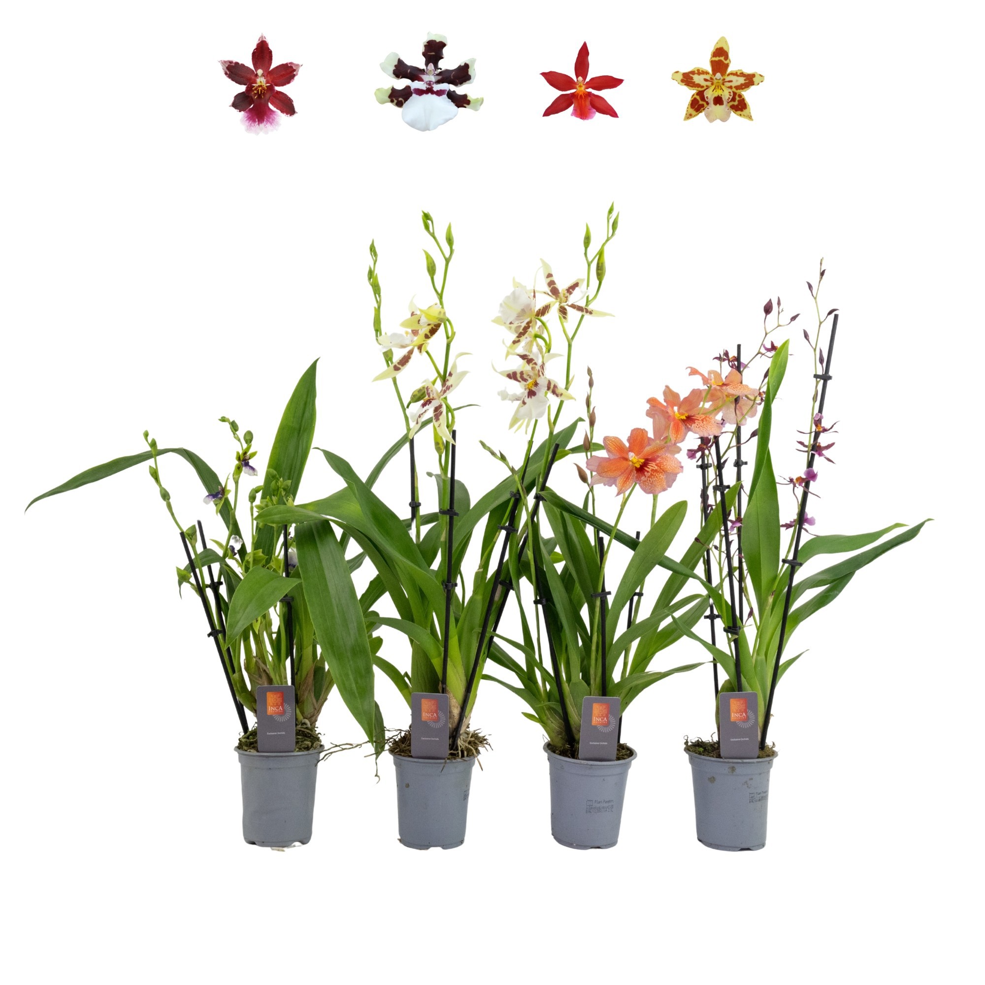 Inca Orchid mix 4+ spike 9cm, D 9