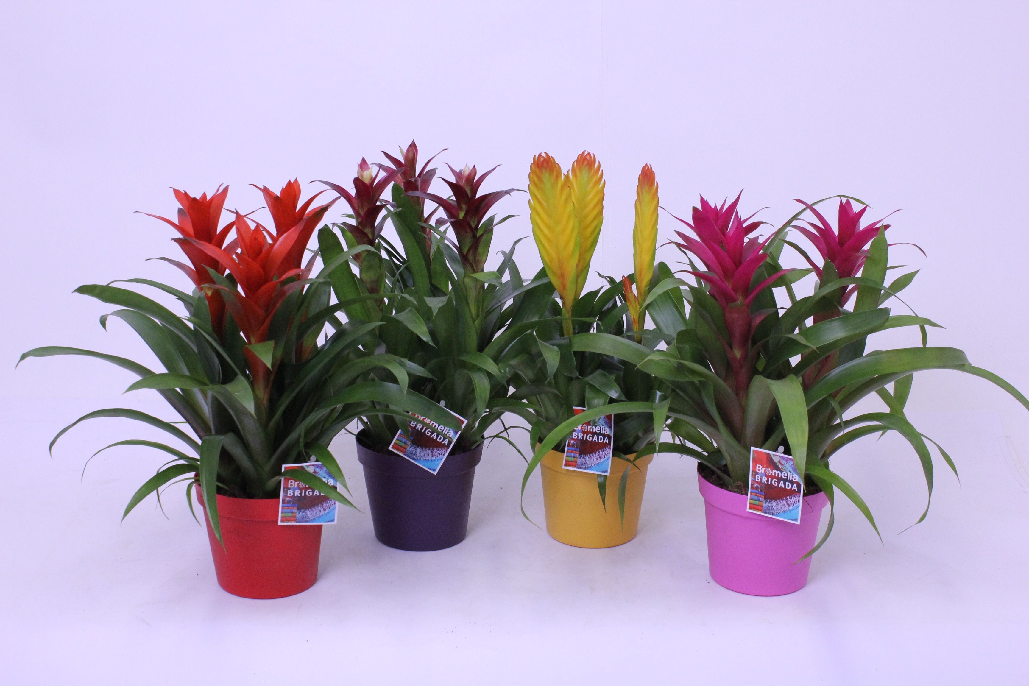 Guzmania / Vriesea 3pp Plastic fantastic, D 18