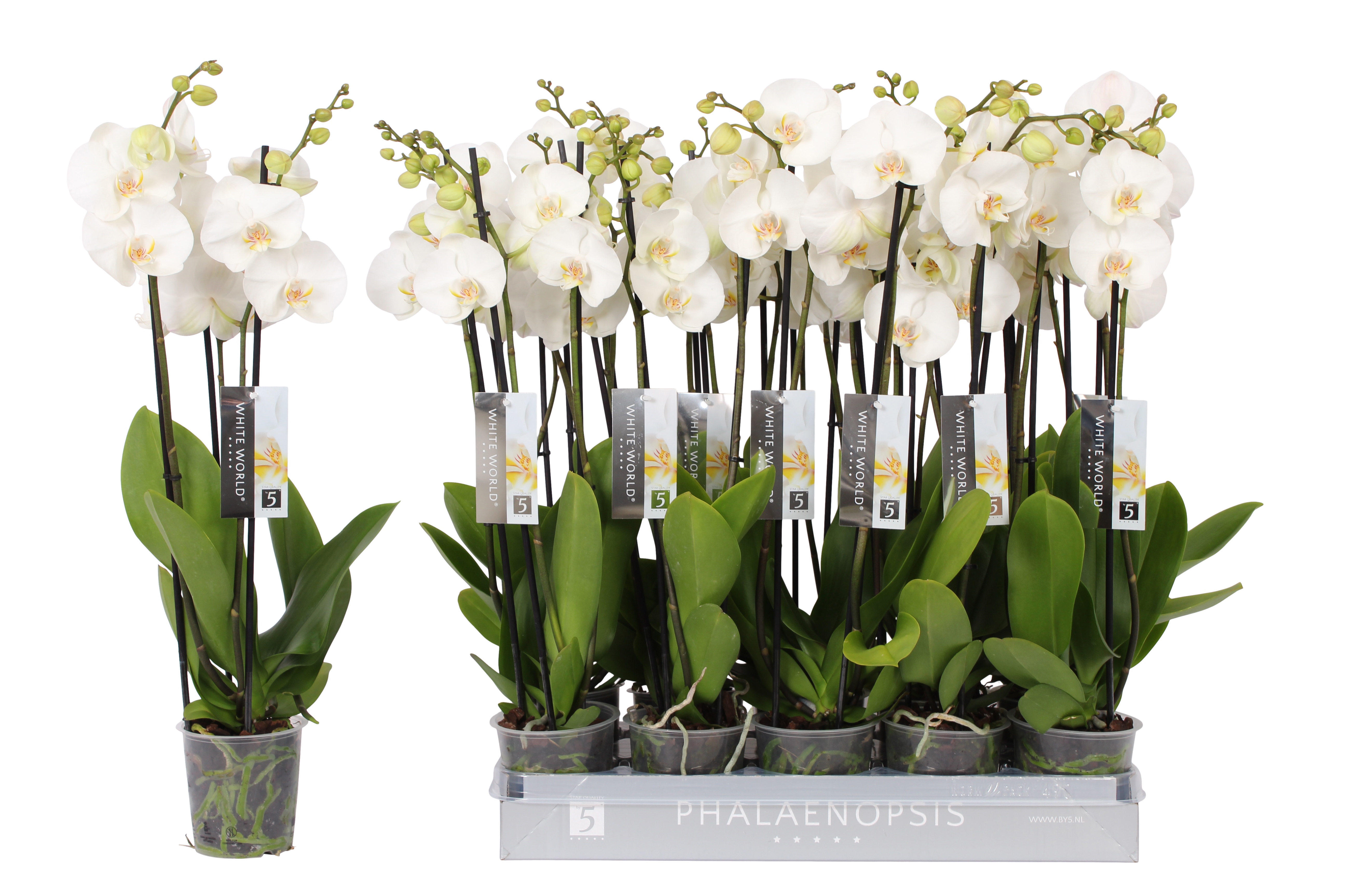 Phalaenopsis White World, 3-spike, D 12