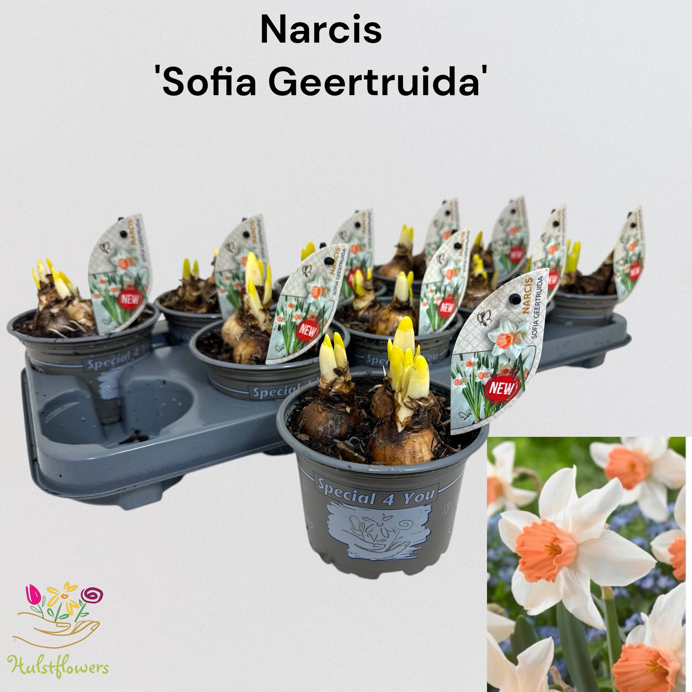 Narcis Sofia Geertruida, D 12
