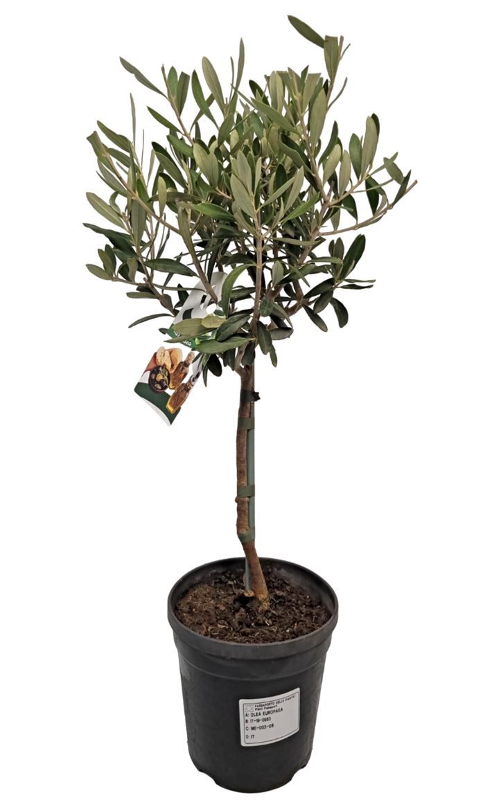 Olea Europaea Stem, D 15