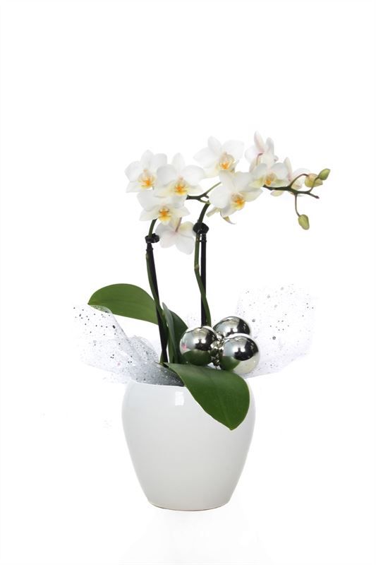 Lisa p06 bolpot white Phal Tiny Dolls white 2T12+ Aqu@, D 6