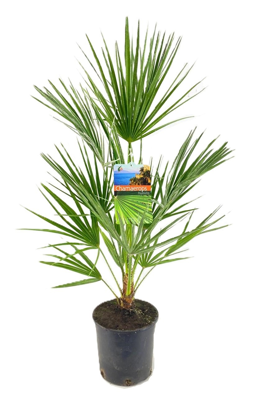 Chamaerops humilis, D 19