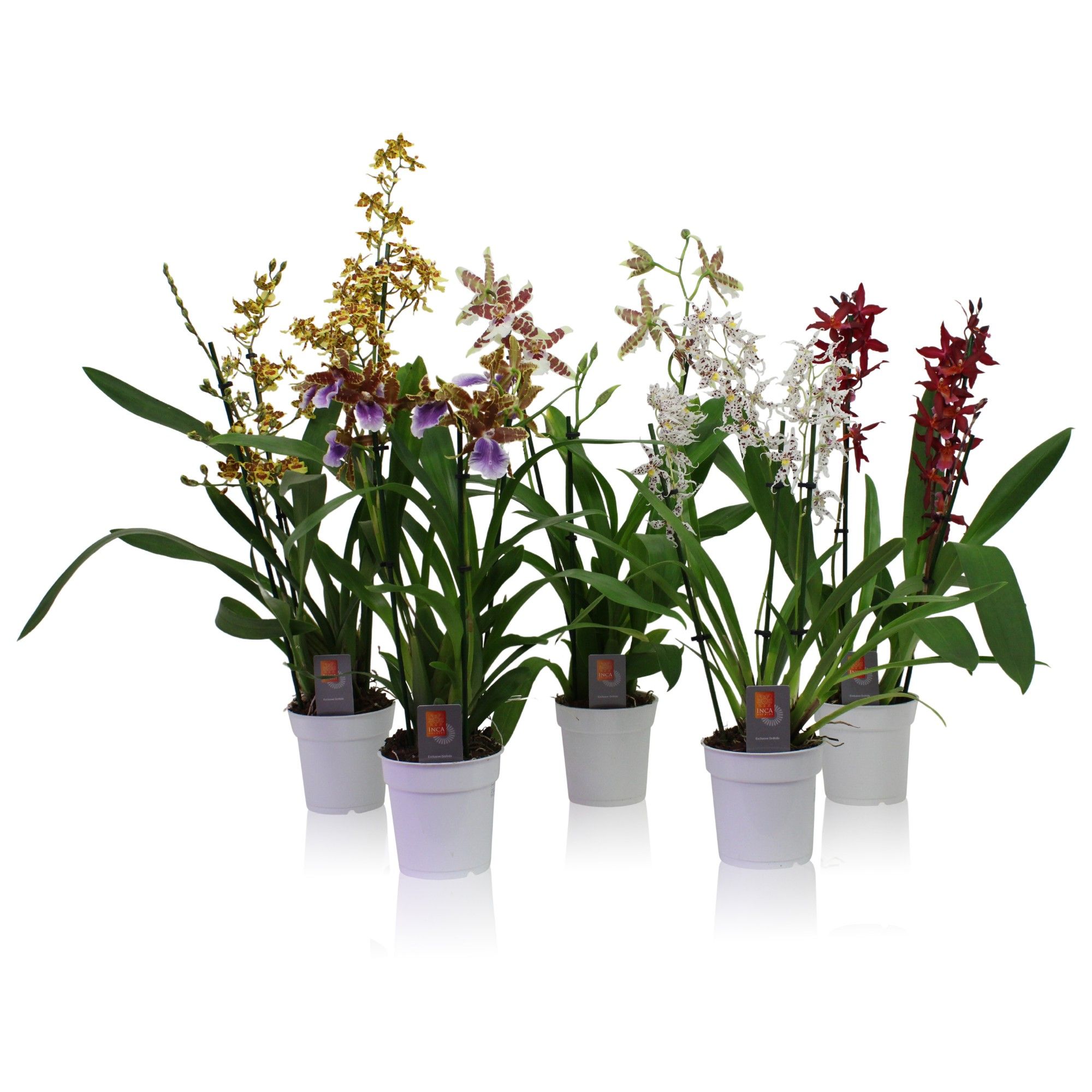 Inca Cambria mix 3 spike, D 12