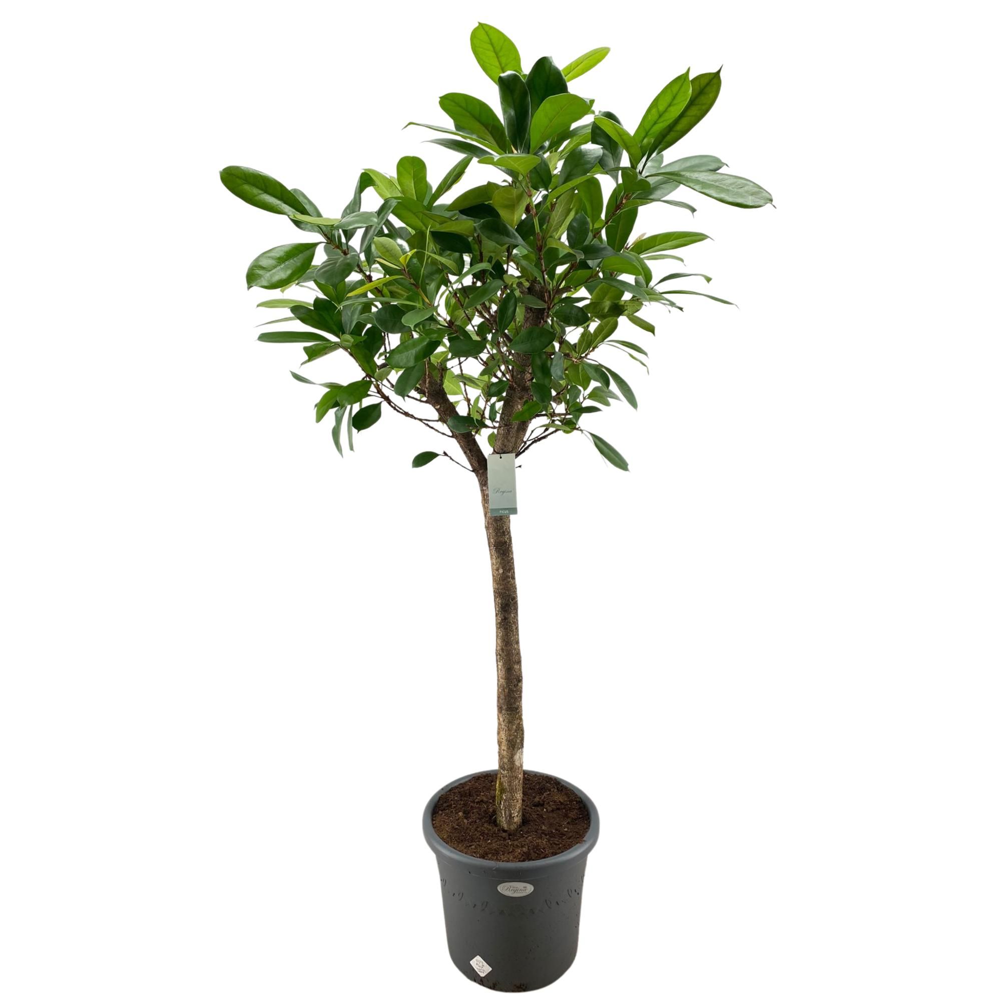 Ficus Cyathistipula rechte stam p40, D 40