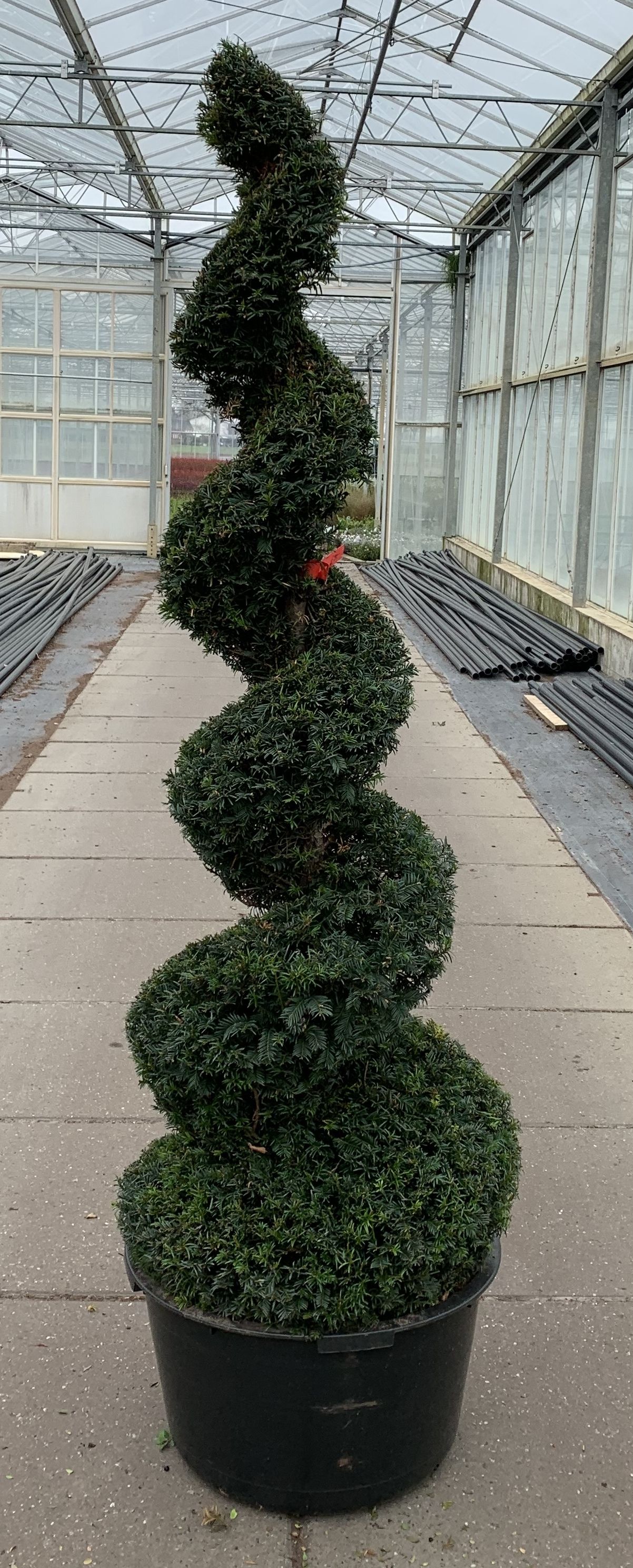 Taxus baccata --spiraal 190-200 cm, D 65
