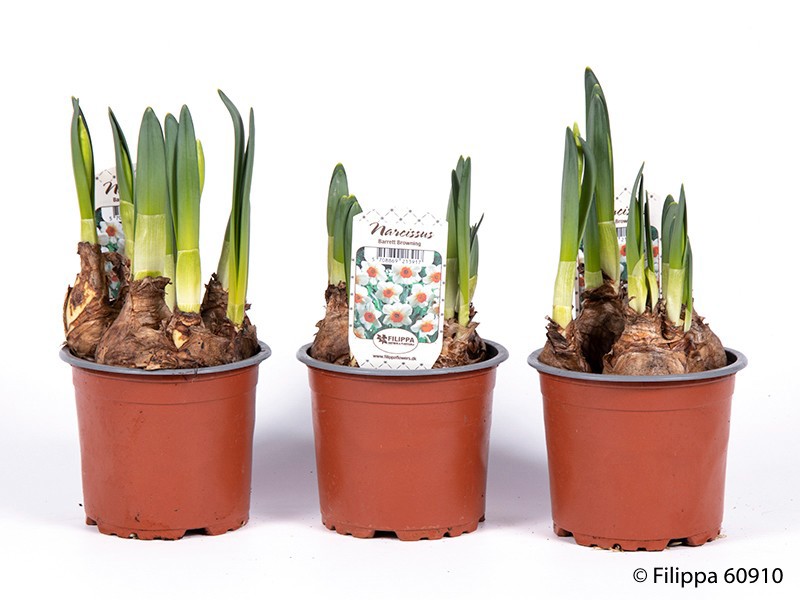 NARCISSUS INCOMPARABILIS 'Barrett Browning', D 11