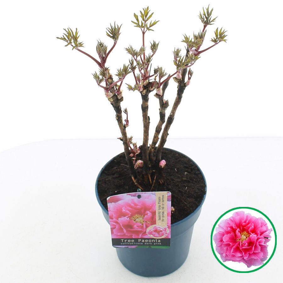 Paeonia suffruticosa donker Roze C3 (19cm.), D 19