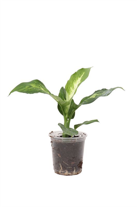 Diefenbachia p06 compacta, D 6