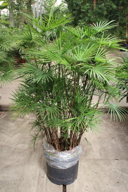 Rhapis Humilis, D 40