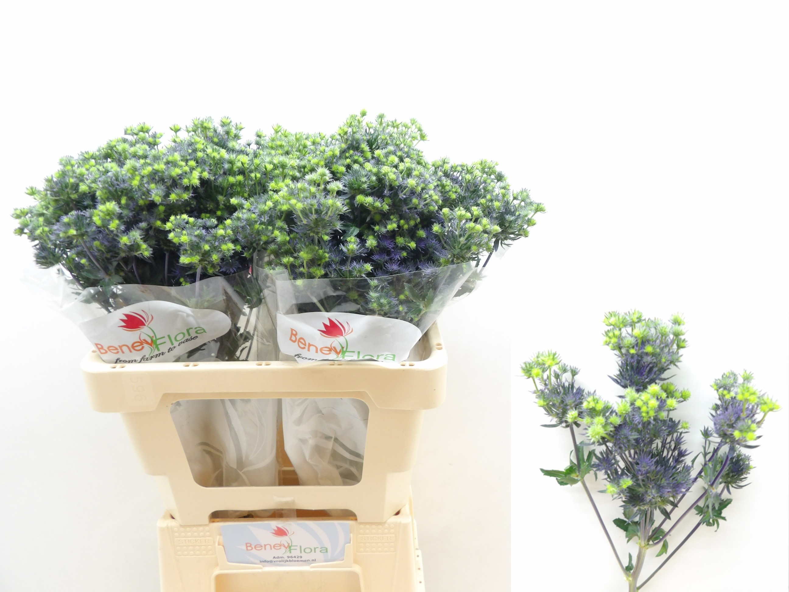 Эрингиум Мэджикал Перпл Старс 60, шт.