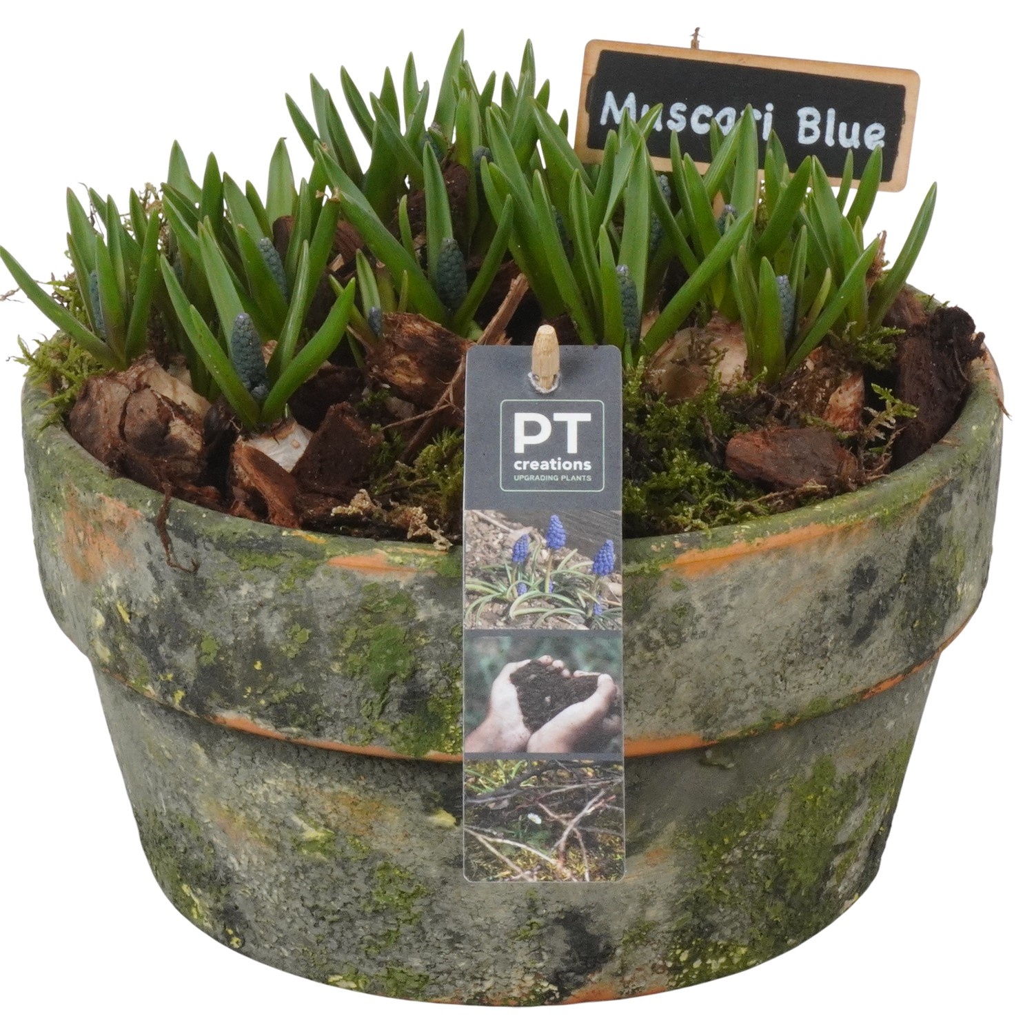 PTMB6256 Arrangement Muscari Blue in terracotta pot, D 21