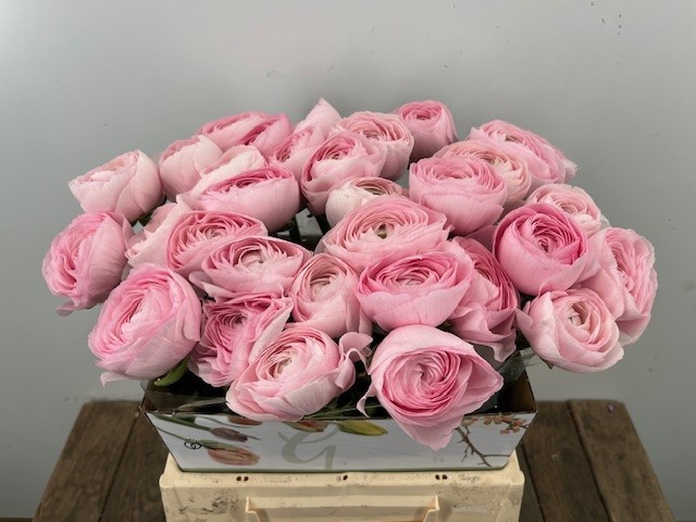 Ранункулус Саксесс Ханой 45, шт.