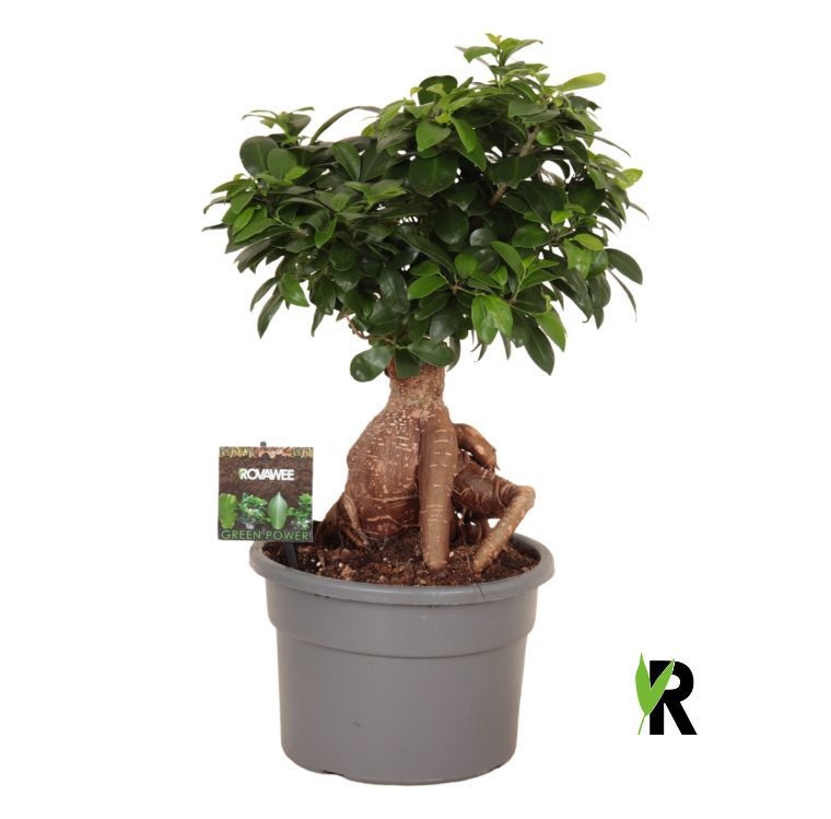 Ficus micr. Ginseng wortel, D 23