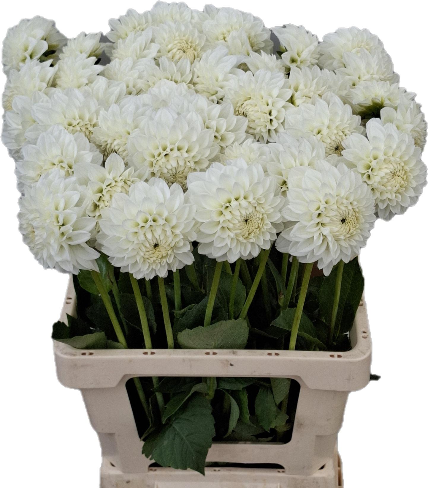 Георгина Айс Айс Бэйби 60, шт.