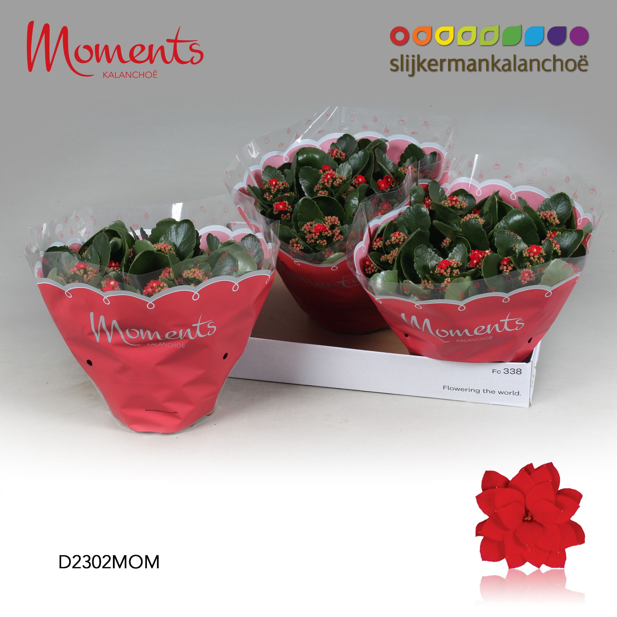 Kalanchoe Moments - Red, D 23