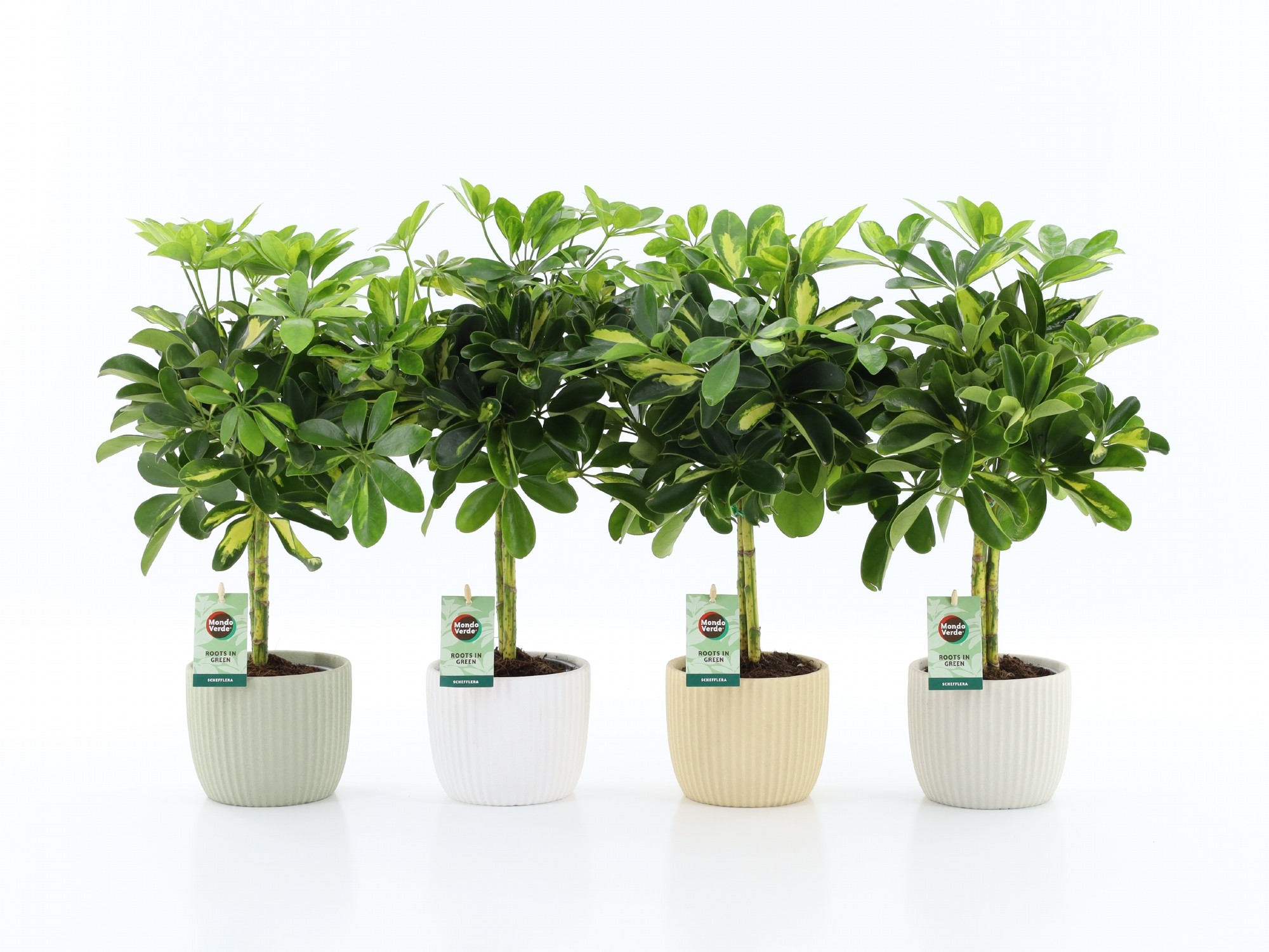 Schefflera Gold Capella in New Sandy Keramiek, D 13