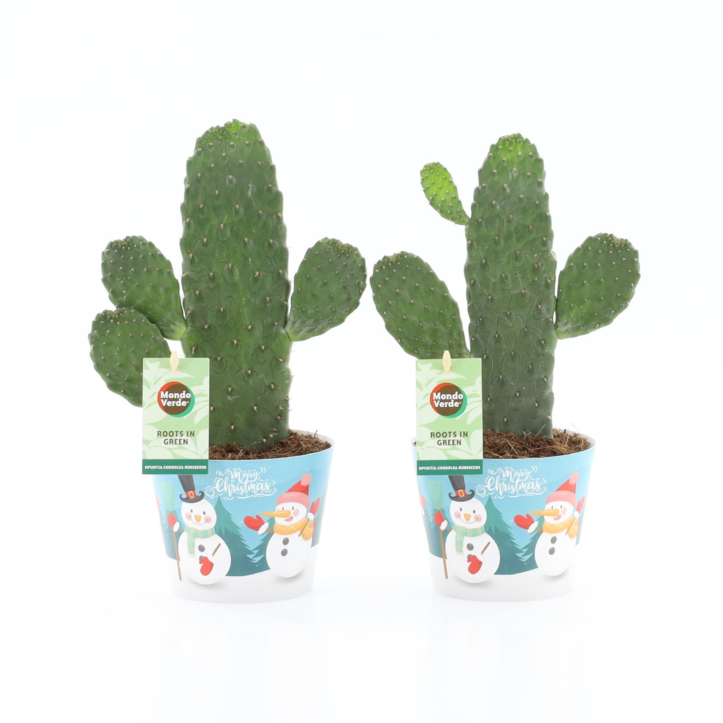 Opuntia rubescens Consolea in Potcover Snowman, D 12 cm