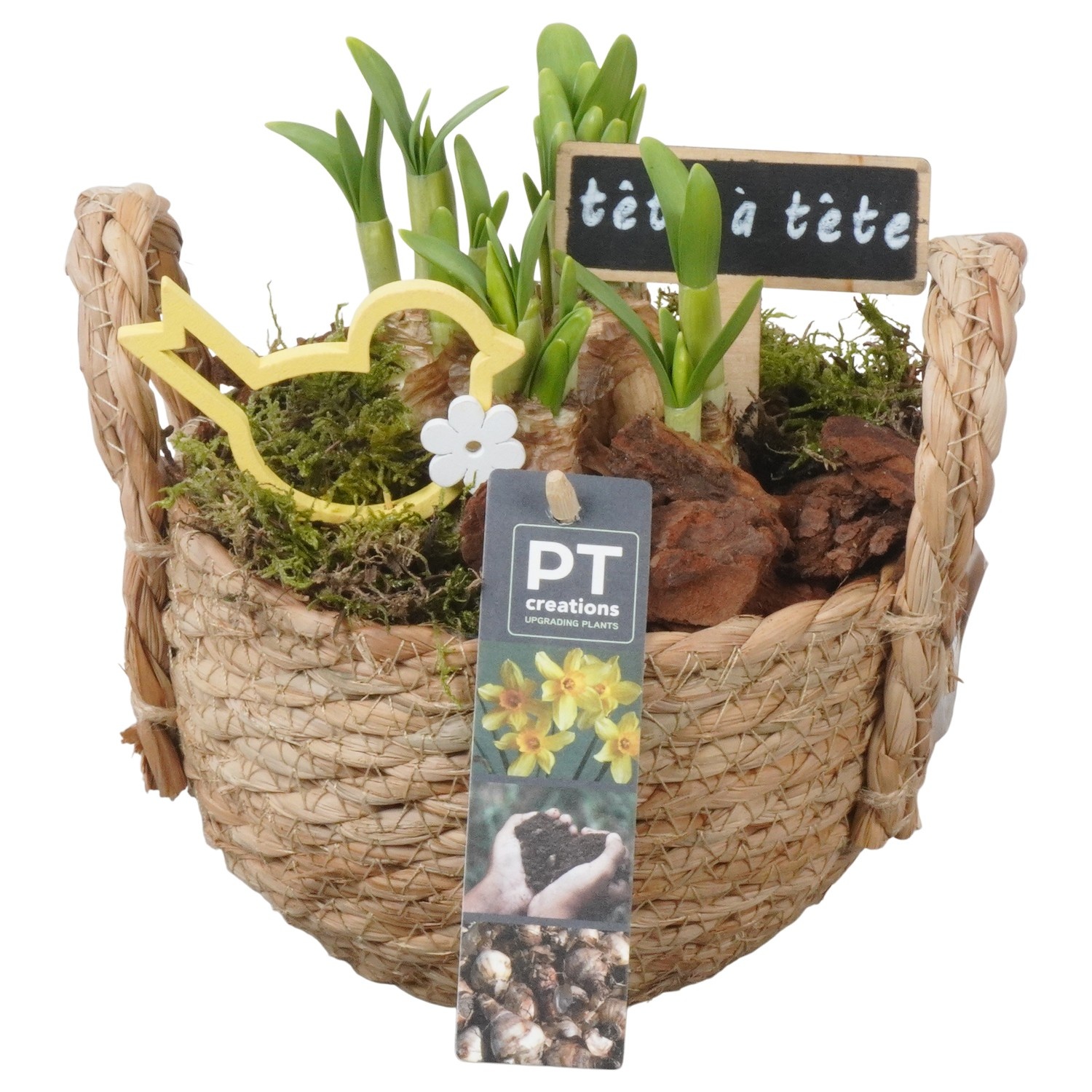 PTN8614 Arrangement Narcissus in rieten mand, D 15
