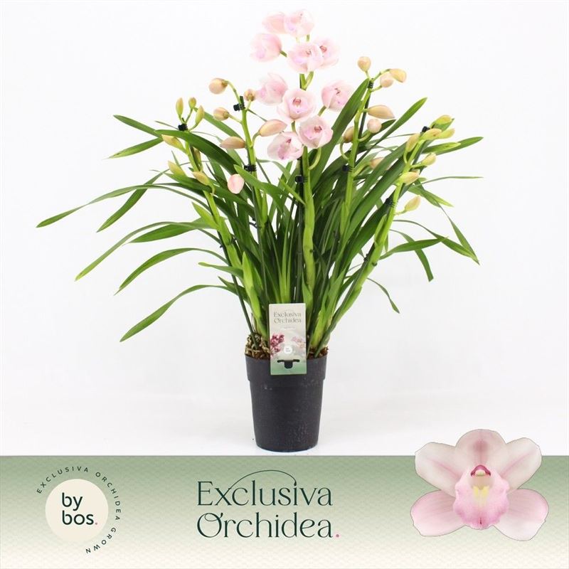 Cymbidium p14 Pink Bell 5T, D 14
