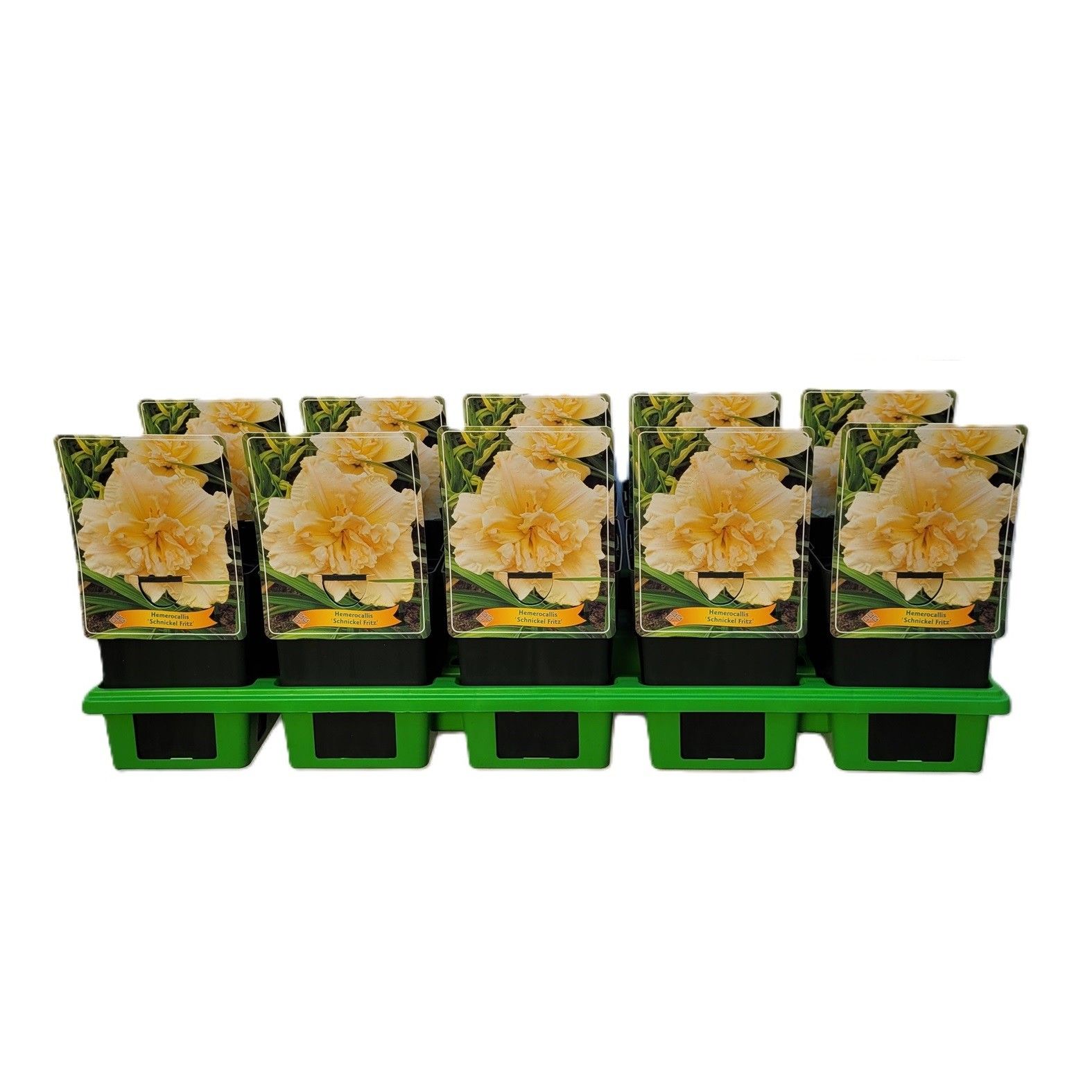 Hemerocallis 'Schnickel Fritz' P11, D 11