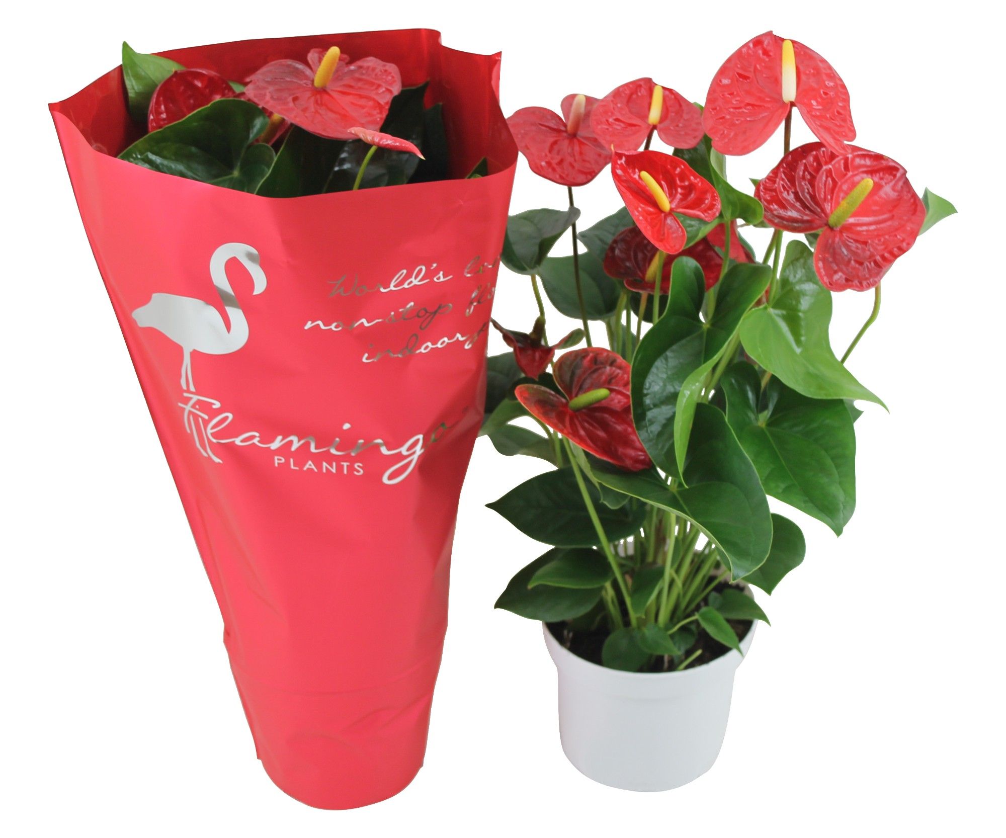 Anthurium XL.9 Jambo Red 17cm met sierhoes, D 17