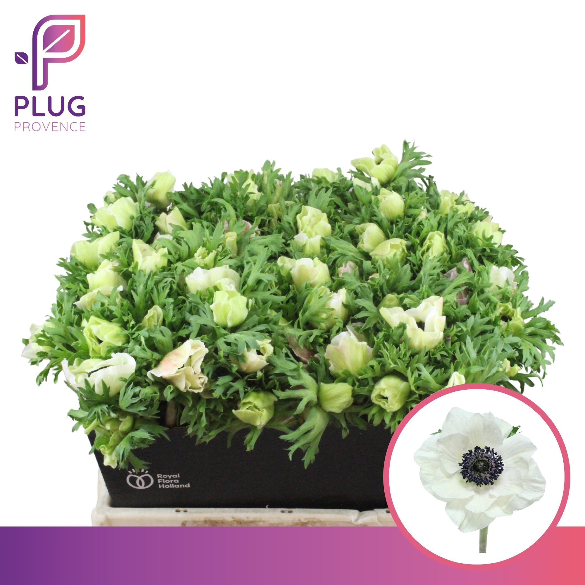 Анемон Мариане Панда 40 (бел.), шт.