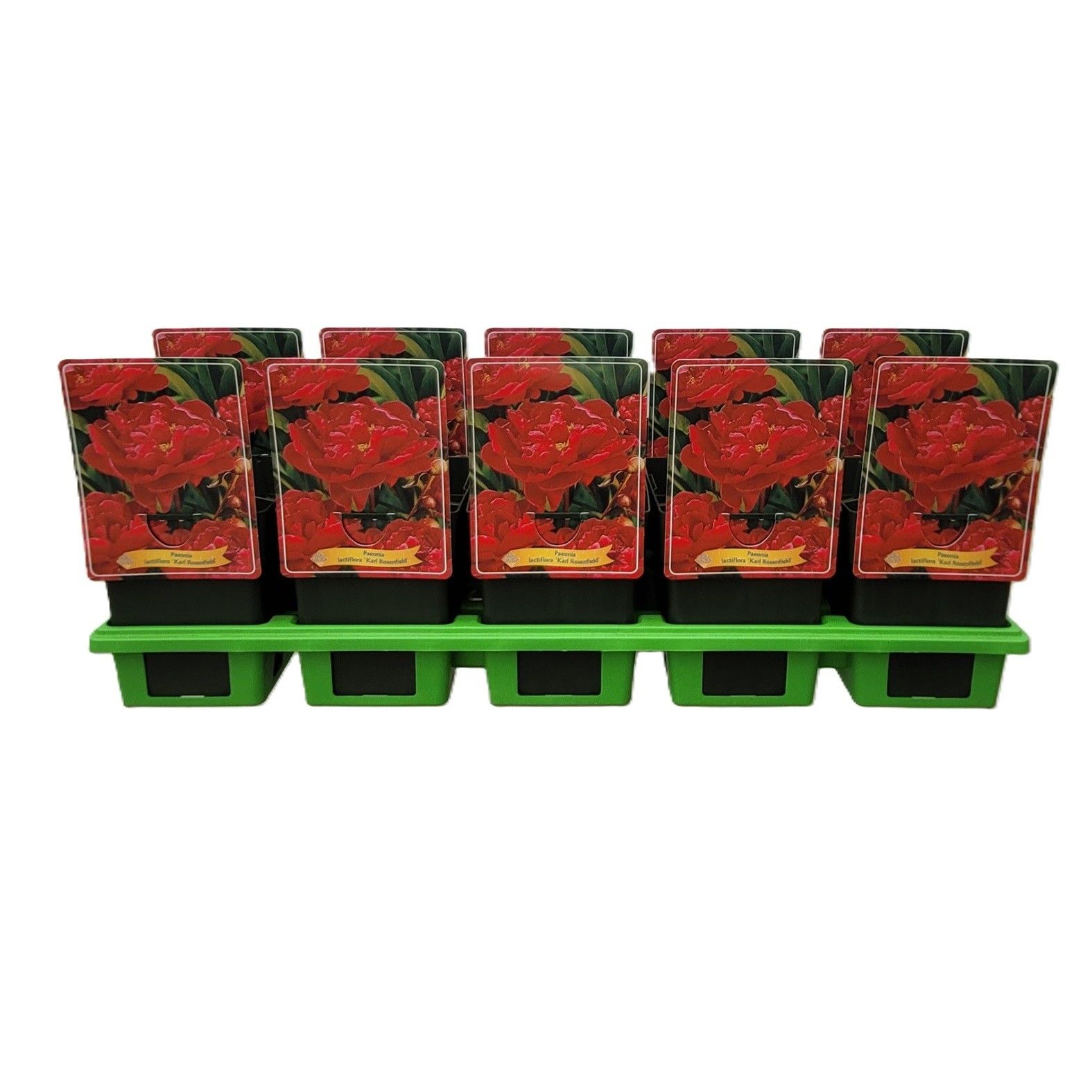 Paeonia Lactiflora 'Karl Rosenfield' P11, D 11