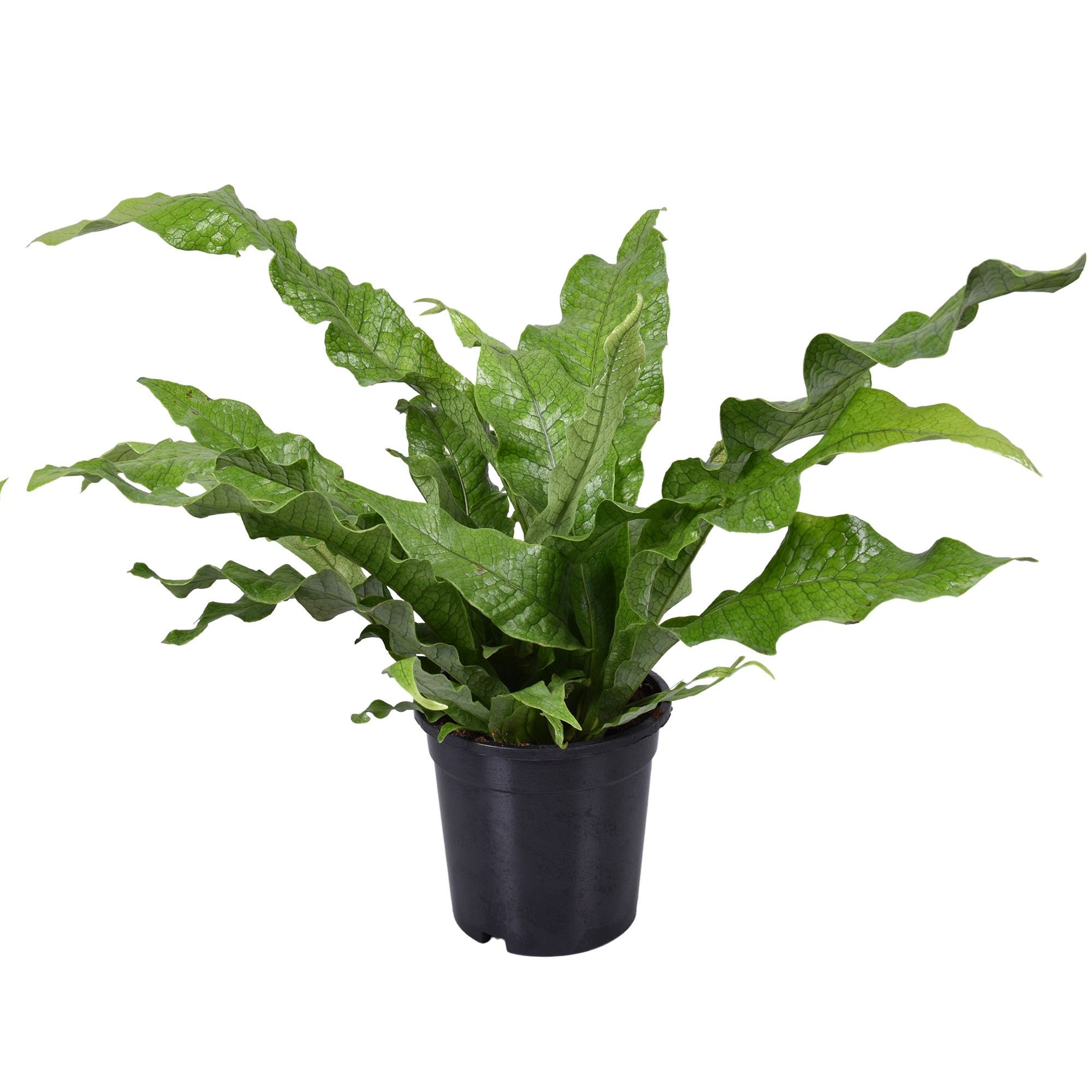 Microsorum Crocodyllus, D 17