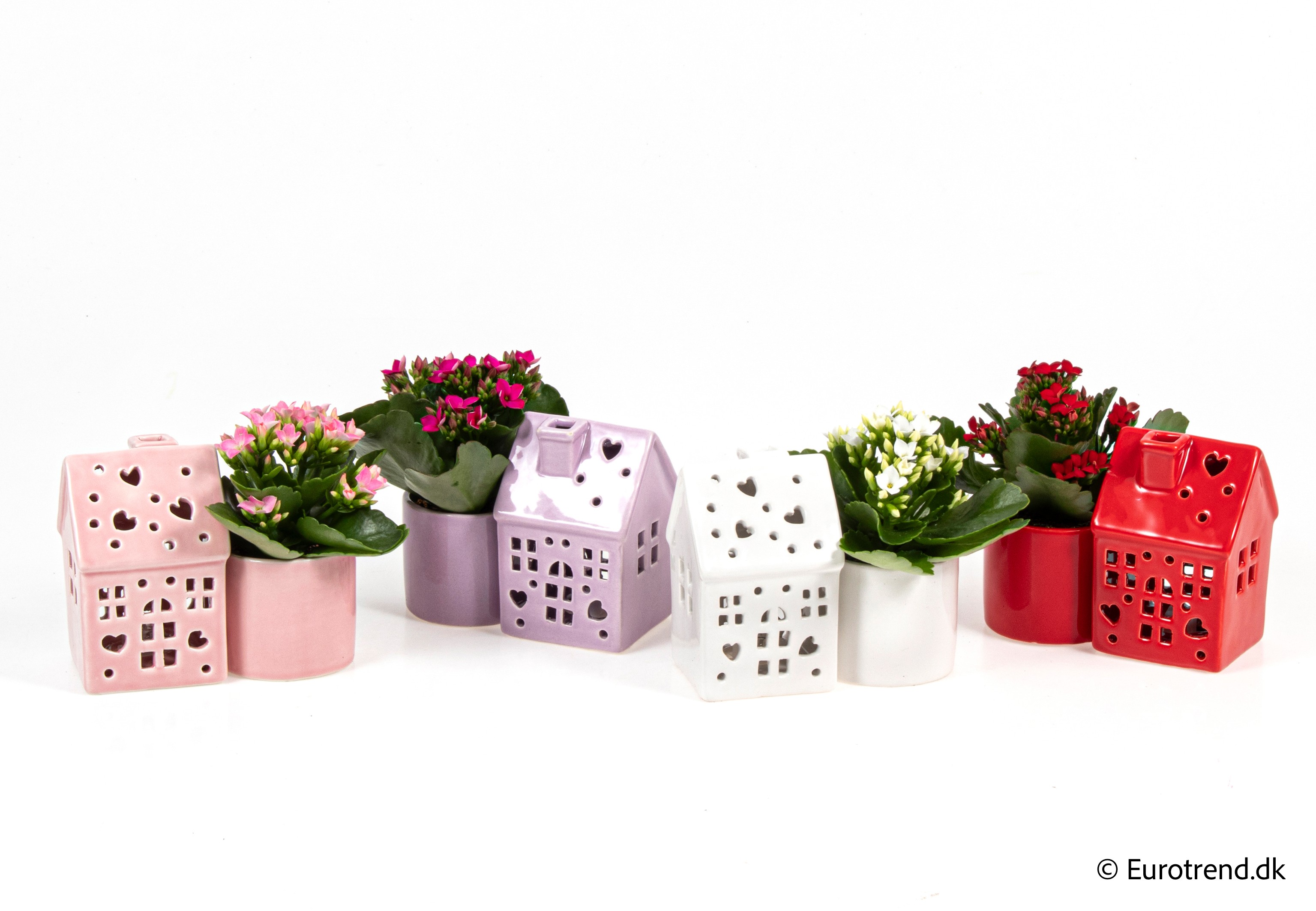 Kalanchoe in Valentine ceramic 2026, D 6