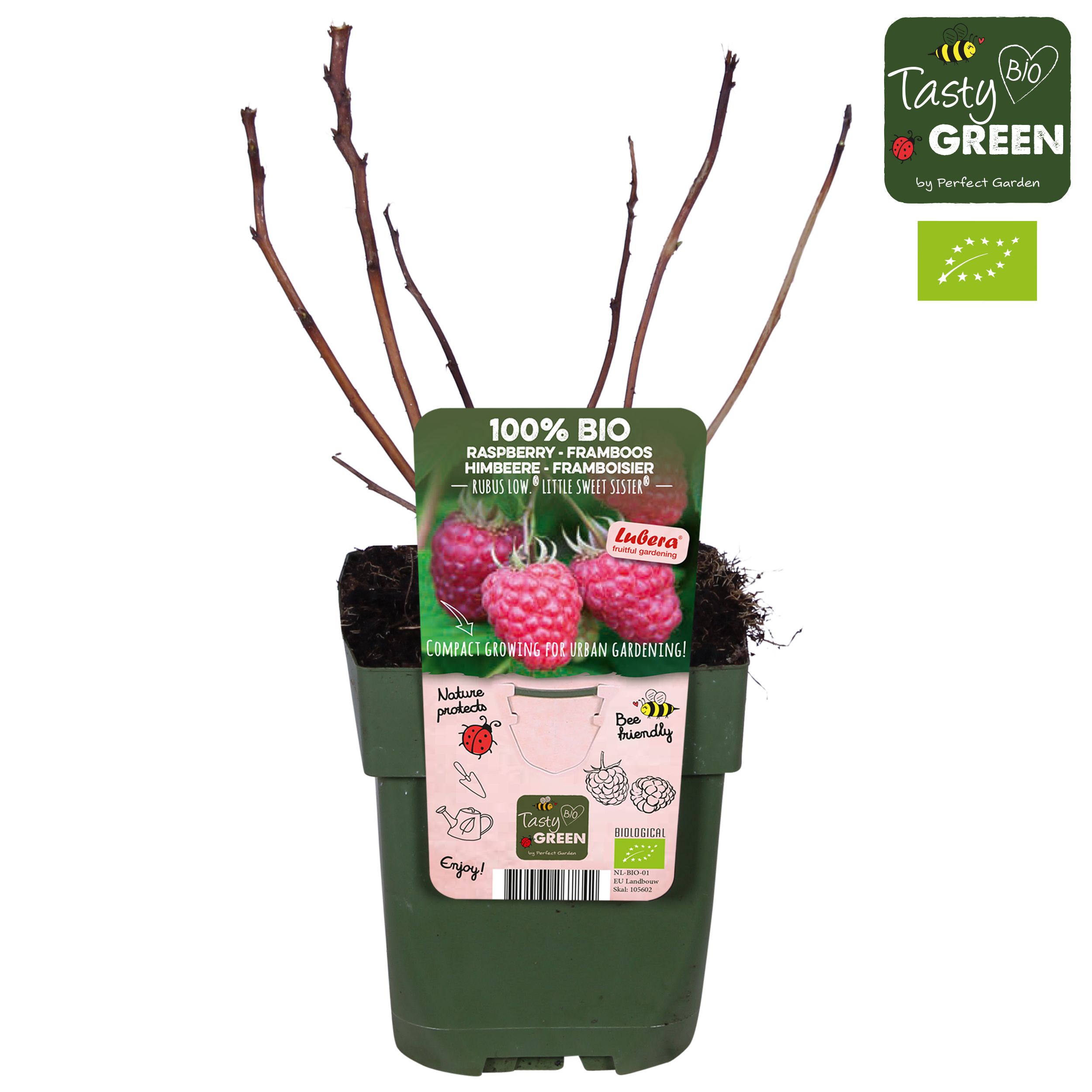 Rubus Low® Little Sweet Sister® Bio P13, D 13